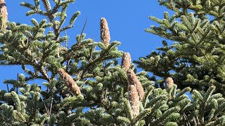 Summer Breeze Through Fir Needles 