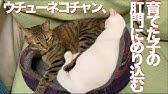 宇宙猫 悪どすぎる顔でちゅ るを舐める My Cat S Evil Face With Cat Treats Youtube 宇宙猫 悪どすぎる顔でちゅ るを舐める My Cat S Evil Face With Cat Treats Youtube