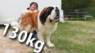 何という大きさでしょう。。 ドッグランやお家で大暴れ 平凡なセント