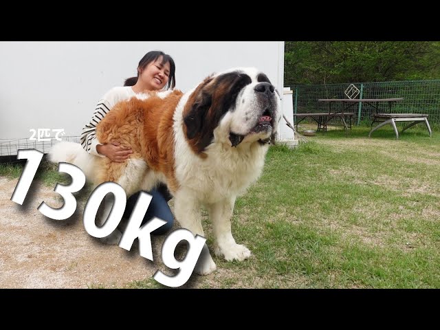 何という大きさでしょう。。 ドッグランやお家で大暴れ 平凡なセント