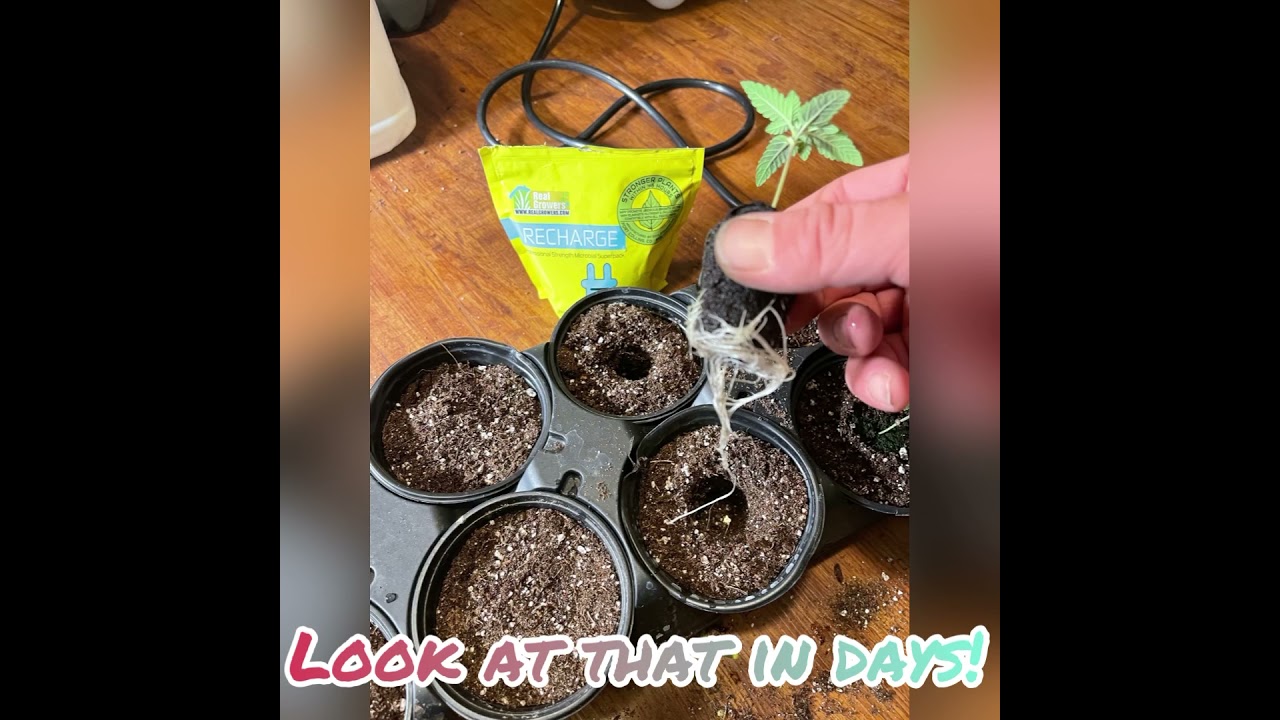 Canadian exotics truth behind finding true exotic and the supplies used to grow aaaa every time!