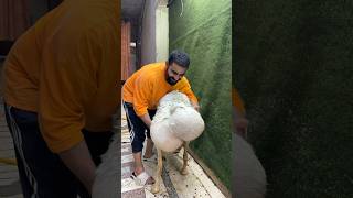 Miss you my Dumba😭#ytshorts #petlover #youtubeshorts #sad #crying #dumba #india #bakraeid #shorts