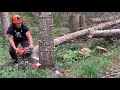 How to cut a tree down - putting the Back cut in first