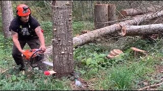 How to cut a tree down  putting the Back cut in first