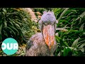 Weirdest bird on planet earth the giant shoebill  our world