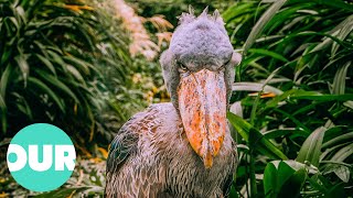 Weirdest Bird On Planet Earth The Giant Shoebill Our World