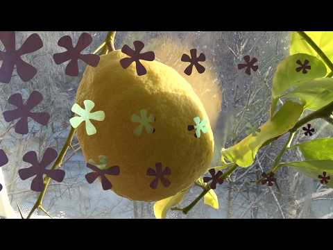 Видео: Сбор лимона: узнайте, когда собирать лимон