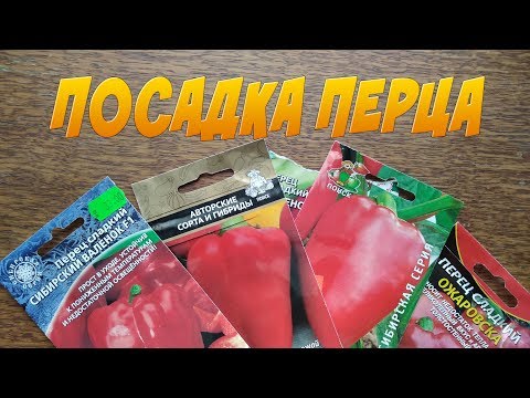 Посадка перцев на рассаду