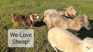 Amazing day full of Sheep herding with Australian Shepherds