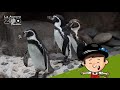 Conociendo a los pingüinos de Humboldt