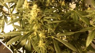 Flushing at day 45