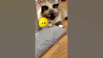 Сможет ли выжить домашняя кошка на улице?