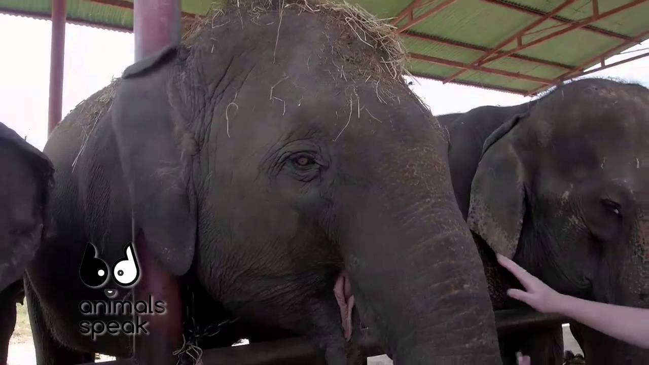 [Clip] Animals speak : เรียนรู้กายวิภาคของช้างแบบย่อ