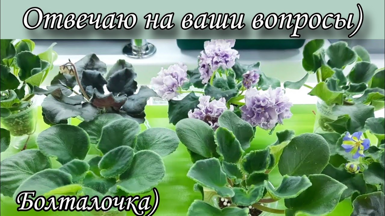 Отвечаю на ваши вопросы по выращиванию фиалок! Болталочка)
