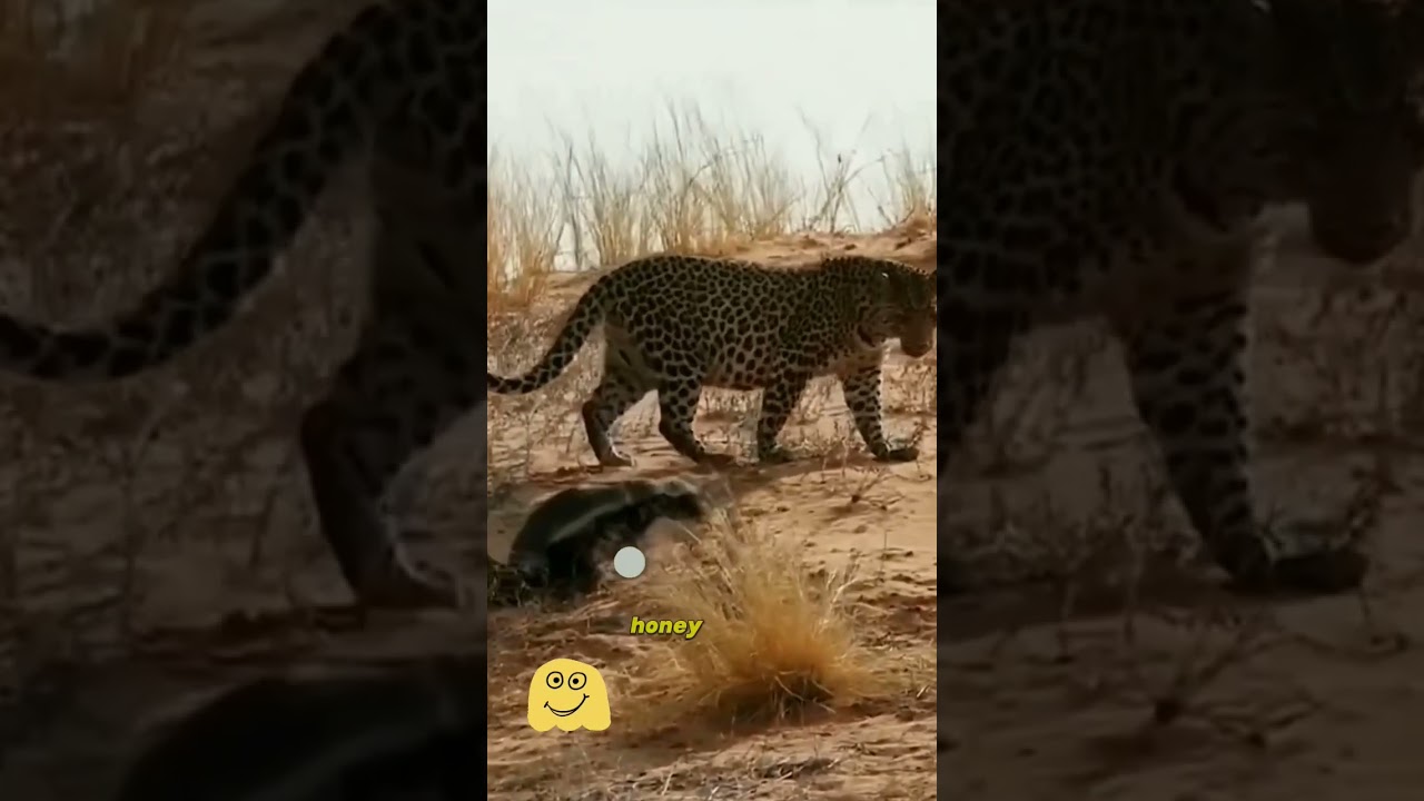 Musang Madu vs Macan Tutul. Siapa yang menang? 