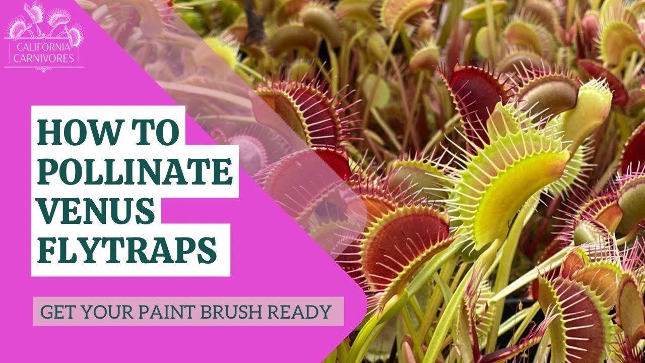 How to Pollinate Venus Flytrap Flowers YouTube