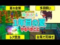 【牧場物語】1年目夏の過ごし方!買うもの・金策方法・昆虫採集・台風の日にすることetc..【 Let’s!風のグランドバザール Nintendo Switch 2】攻略/小ネタ