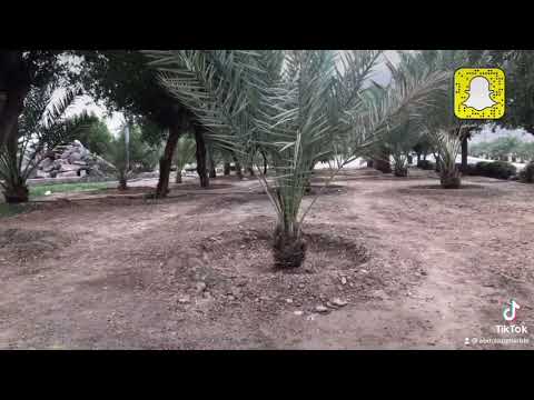ومالي حيلة إلا رجائي عبدالعزيز الحربي