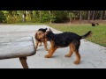 Airedale Terrier Puppies for Sale Video - S & S Family Airedales: Older, Potty Trained Airedales? Airedale Terrier Puppies for Sale Video - S & S Family Airedales: Older, Potty Trained Airedales?