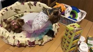 ГОТОВИМСЯ К ПОЯВЛЕНИЮ ЩЕНКОВ🐶 Мы в Киеве. Йоркширский терьер. Зоопокупки ГОТОВИМСЯ К ПОЯВЛЕНИЮ ЩЕНКОВ🐶 Мы в Киеве. Йоркширский терьер. Зоопокупки