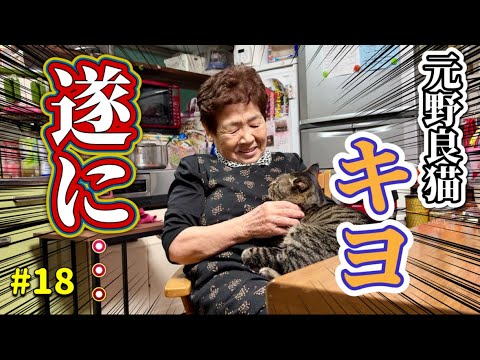 Kiyo and Grandmother] Former stray cat Kiyo finally - YouTube