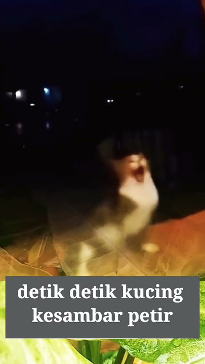 detik detik kucing kesambar petir #shots #fedshorts