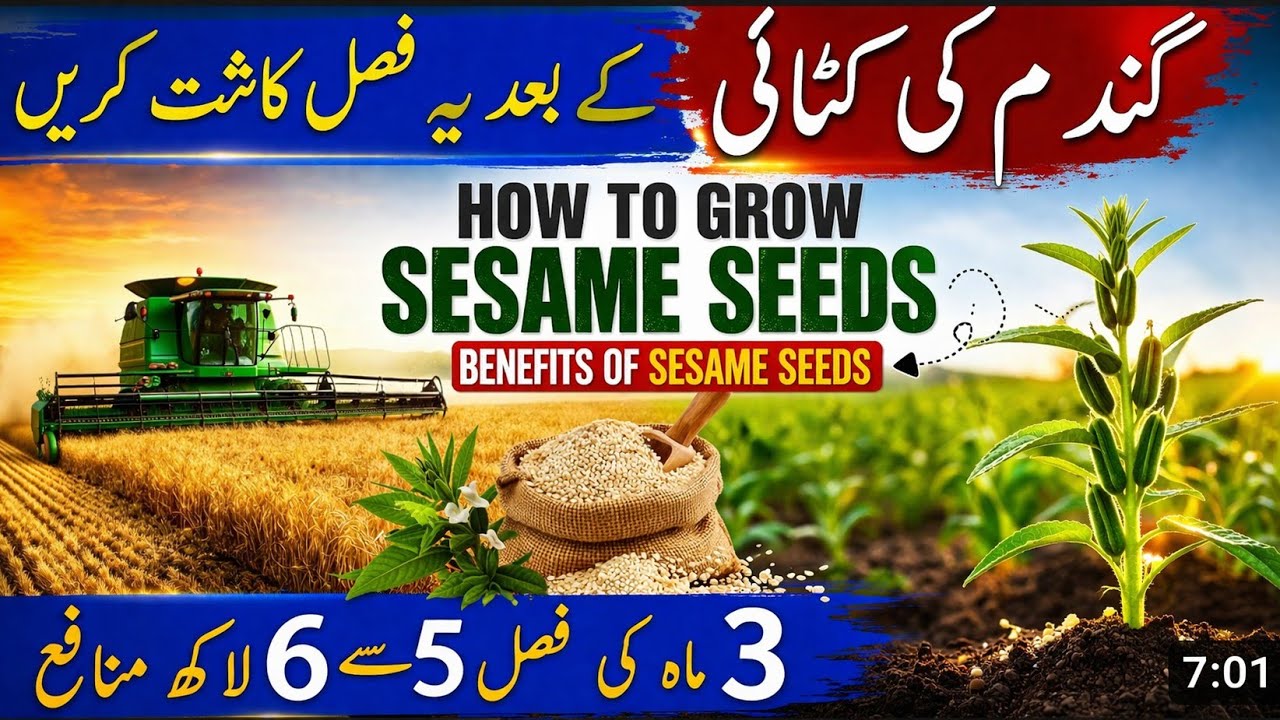 How To Grow Sesame | Sesame Seeds | Benefits Of Sesame Seeds |@ATC Organic