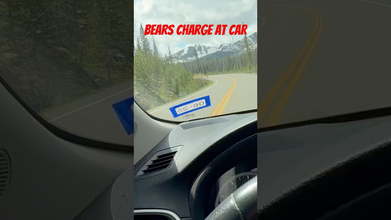 Bears charge at my car in Yellowstone 