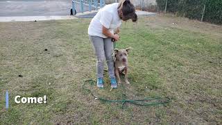 Pit Bull Training Paco Sylmar, Ca