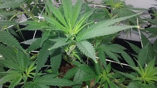 Week 7 Veg & Clone Update