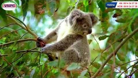 Tư vấn du học VNPC _ Tổng quan về du học Úc Australia