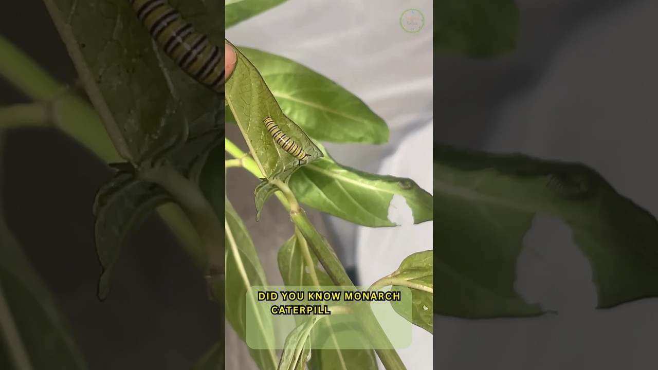 Did you know monarch caterpillars grow... 