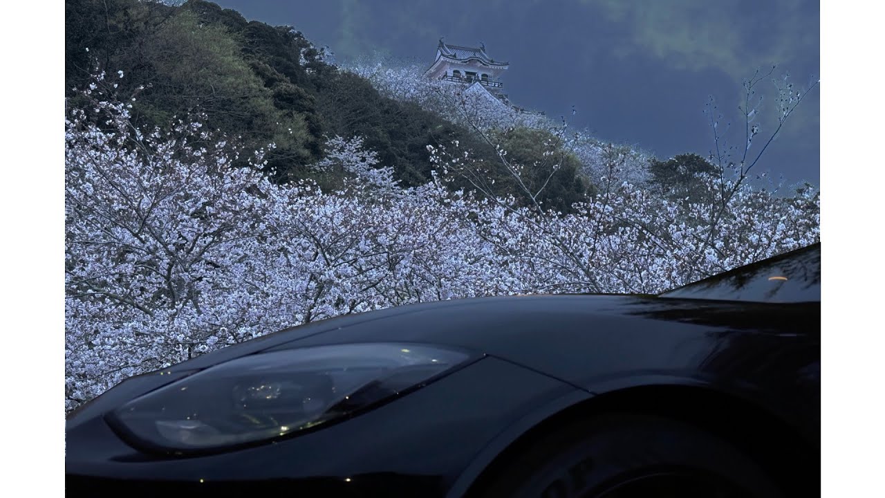 2024年の桜をZで見に行く #fairladyz #nismo #rz34 #館山 #城山公園