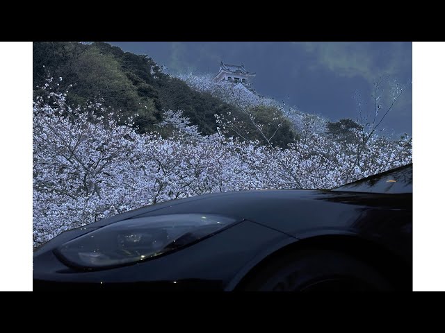 2024年の桜をZで見に行く #fairladyz #nismo #rz34 #館山 #城山公園