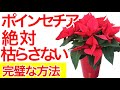 【ポインセチア枯らす人は見てください】すぐに枯らさない人になります。【ポインセチア枯れる原因を全て教えます】【ポインセチア育て方】ガーデニング