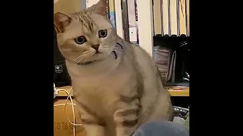 Watch the video about Cutest & Funniest Cats Ever! 😹 Hilarious Cat Moments You Can't Miss 🐾