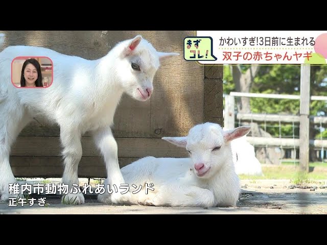 生まれたばかりのヤギの赤ちゃん一般公開 珍しい双子で愛らしい姿が 