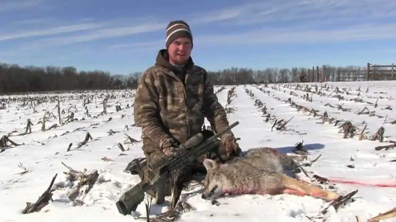 Coyote Hunting Illinois 