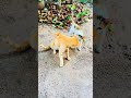 Pabasara ❤️ #cat #fyp #fypシ #viral #viralvideo