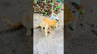 Pabasara ❤️ #cat #fyp #fypシ #viral #viralvideo