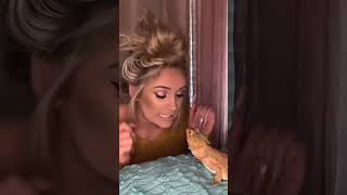 Sometimes You Have To Let Your Bearded Dragon Know Whos Boss