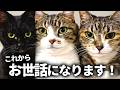結婚したら、もれなく猫3匹ついてきたww