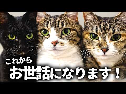 結婚したら、もれなく猫3匹ついてきたww - YouTube