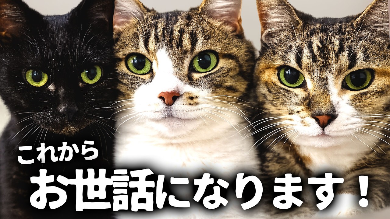 結婚したら、もれなく猫3匹ついてきたww - YouTube