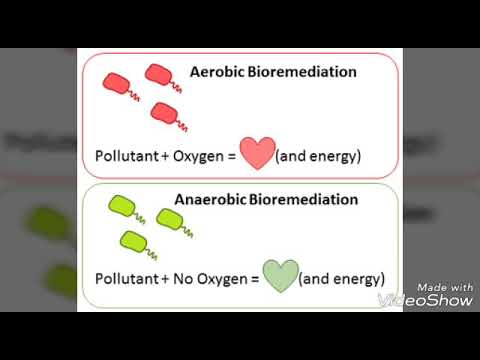 Aerobic and anaerobic 🏃🏊