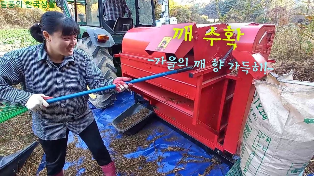람풍의 농사: 깨 수확 - YouTube