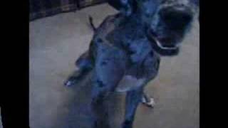 Moose- 1 year- doing tricks