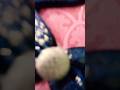 😳very beautiful and unique sleeve design tutorial✂️🧵 #nfashion #shorts #sleevedesign #explorepage