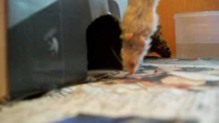 Retic Feeding Response