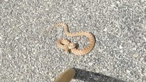 Moving a Young Gopher Snake off the Road